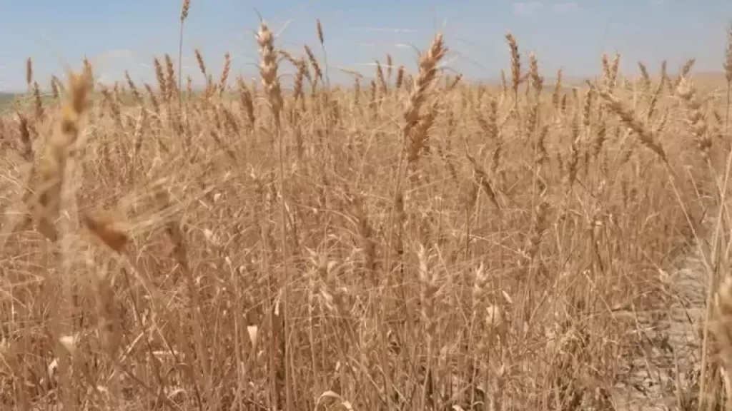 Askı İcmallerinde Belirlenen Tarihlerde Kontrol Önemi