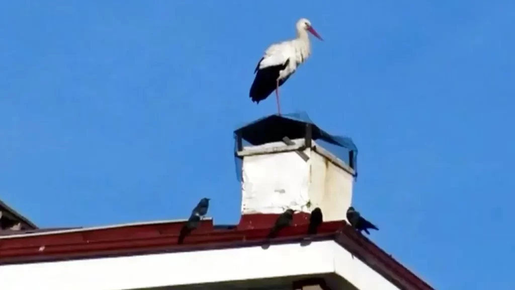 Baharın habercisi leylekler Ardahan’da yuvalarını güçlendiriyor