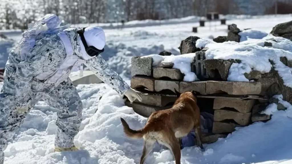 Derin karda köpek eğitimine ilişkin provizyon ve arama çalışması