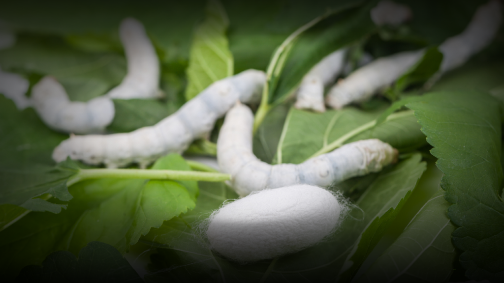 Dut üretimi ve ipek böceği için Gürün’de yeni toplantı