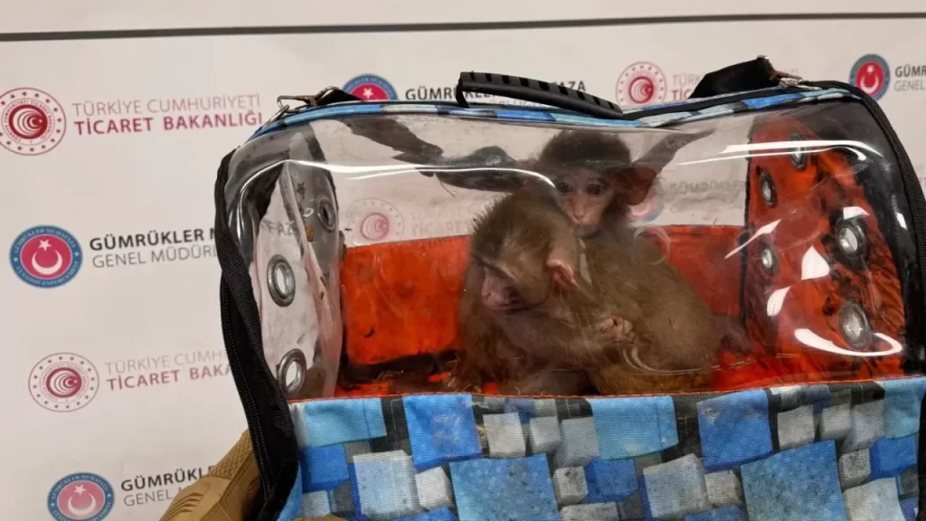 Gümrük Güçlerini Kullanan Kaçakçılıkla Mücadele Hem Ekonomiyi Hem Doğayı Koruyor