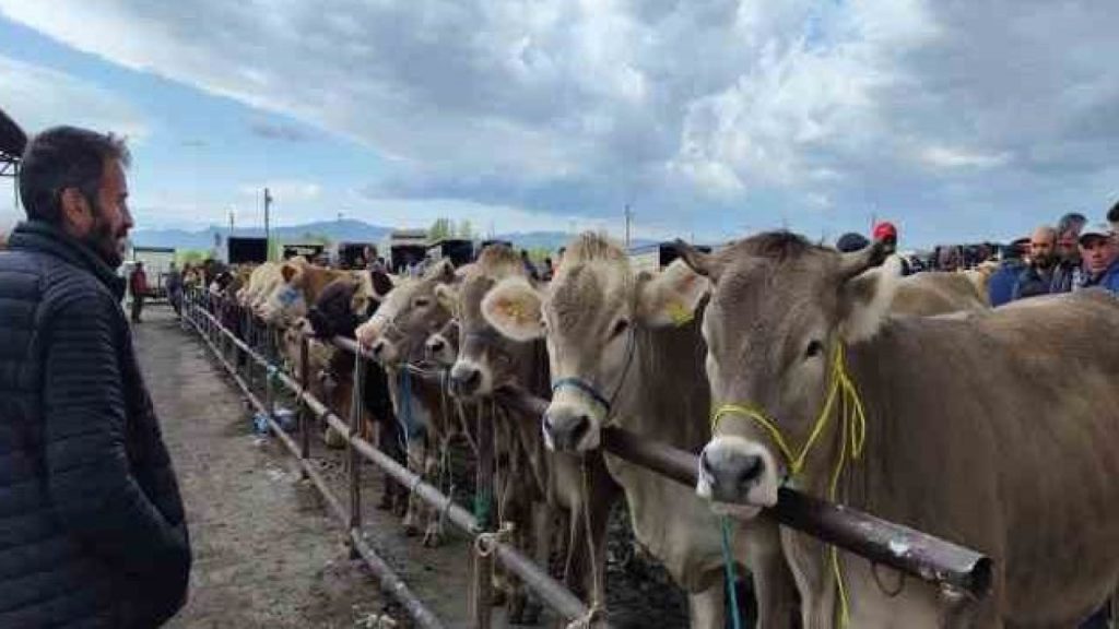 Hayvan Pazarı Alım Satımı Şarkışla’da Gün Değiştirdi