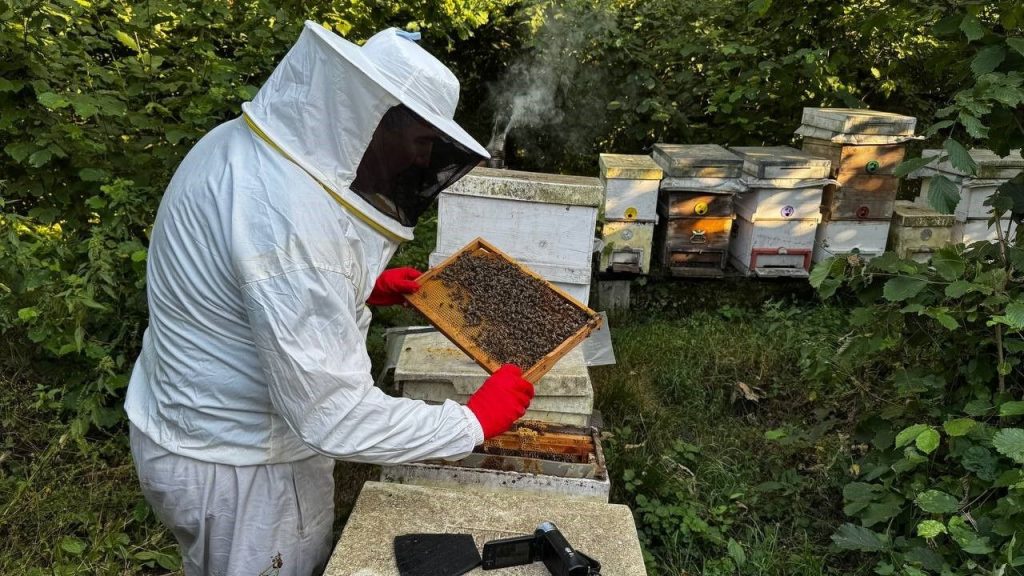 Kardeş Arıcı Projesi için başvuru takvimi ve şartlar belirledi
