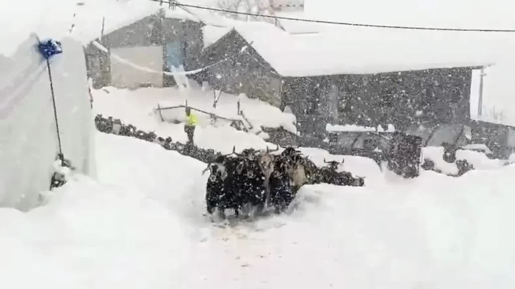 Karlı soğukta keçiler ağıllara alındı: Bölgeyi etkileyen yoğun kar sonucuhayvanlar güvende