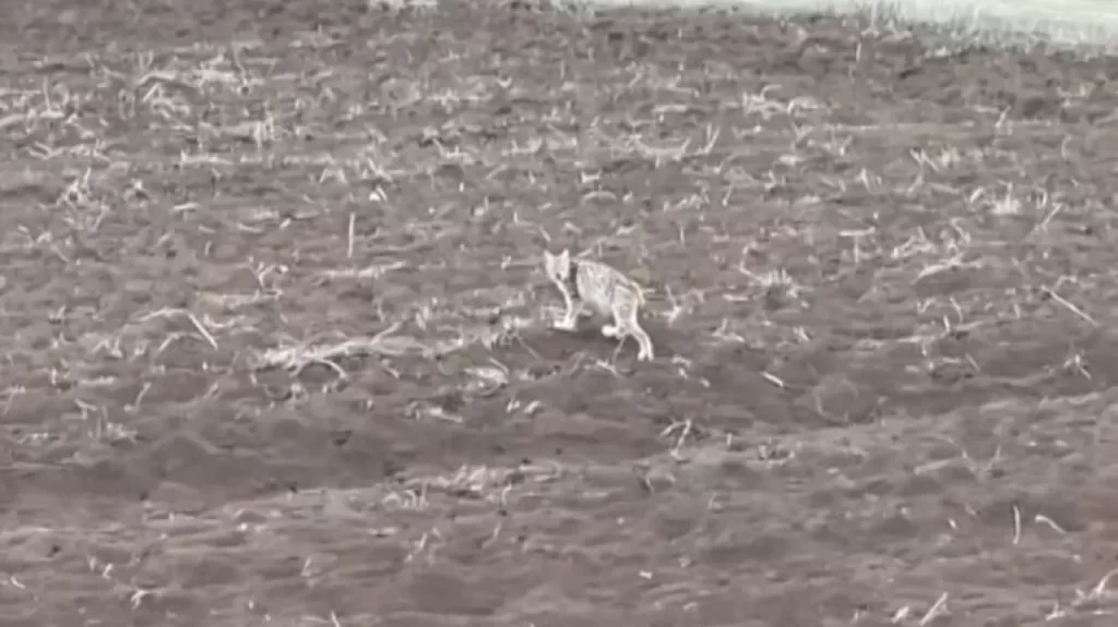 Kayıp yavru vaşak sürüş sırasında görüldü: Doğanşar yolunda ilginç anlar