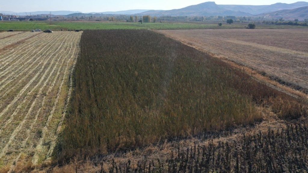 Kenevir Yetiştiriciliğinde Yeni Yönetmelik: İzleme ve Kontrol Artıyor