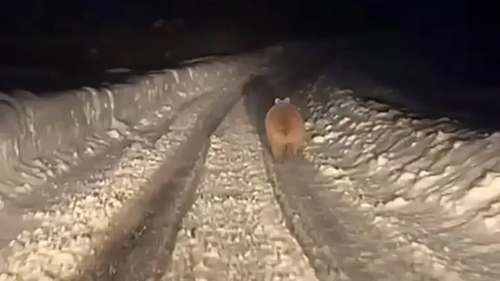 Kışa girerken boz ayı sürpriz karşılaşması ve mevsimin sertliği