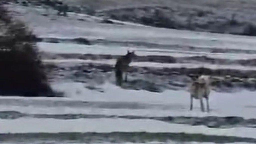 Kışın aç kurtlar köylere iner mi? Sivas’ta kurt hareketli görüntüleri