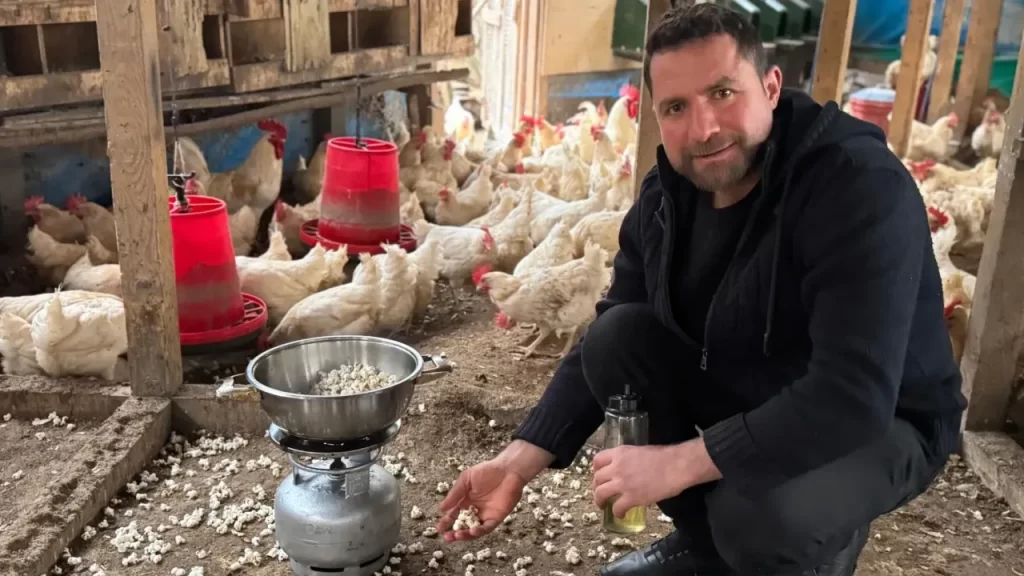 Kışın Strese Giren Tavuklar İçin Patlatılmış Mısırlı Yeni Yöntemler