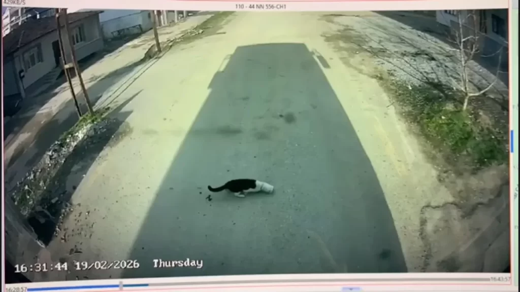 Otobüs Şoförü Bir Kedi İçin Anında Müdahale