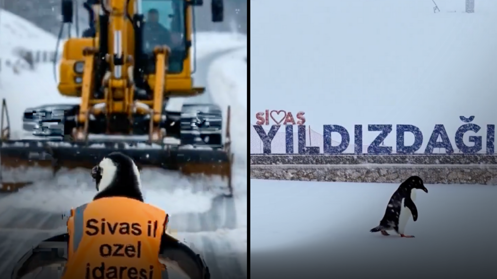 Penguen akımı kentte sosyal medya gündeminde öne çıktı