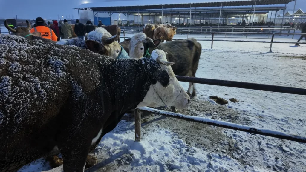 Şarkışla Canlı Hayvan Pazarı Hava Koşulları Nedeniyle Zorlandı