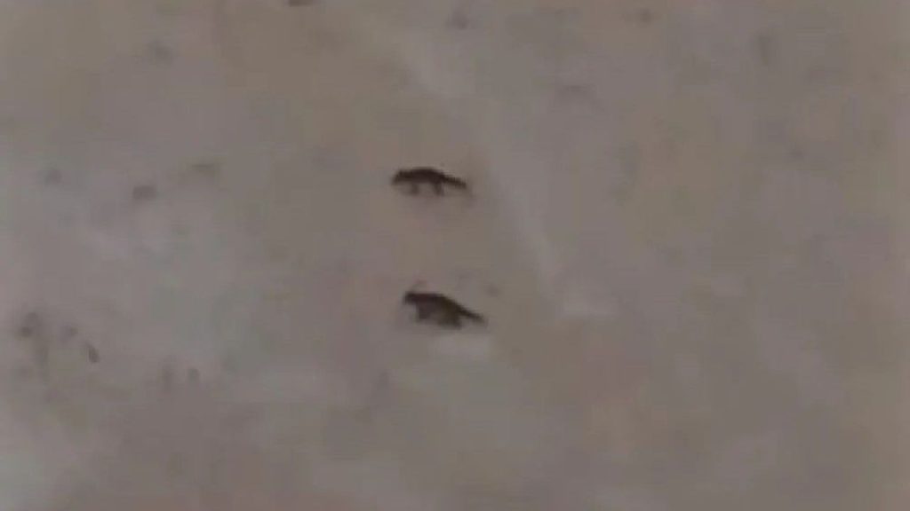 Sivas’ta kışın en yoğun yağışı: Yabani hayvanlar yerleşimlere yaklaşıyor