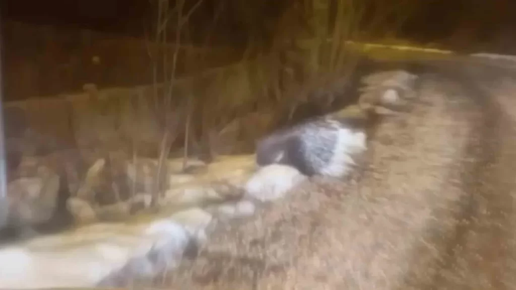 Sivas’ta Oklu Kirpi Görüntüsü Anımsatıldı: Doğada sürpriz karşılaşma