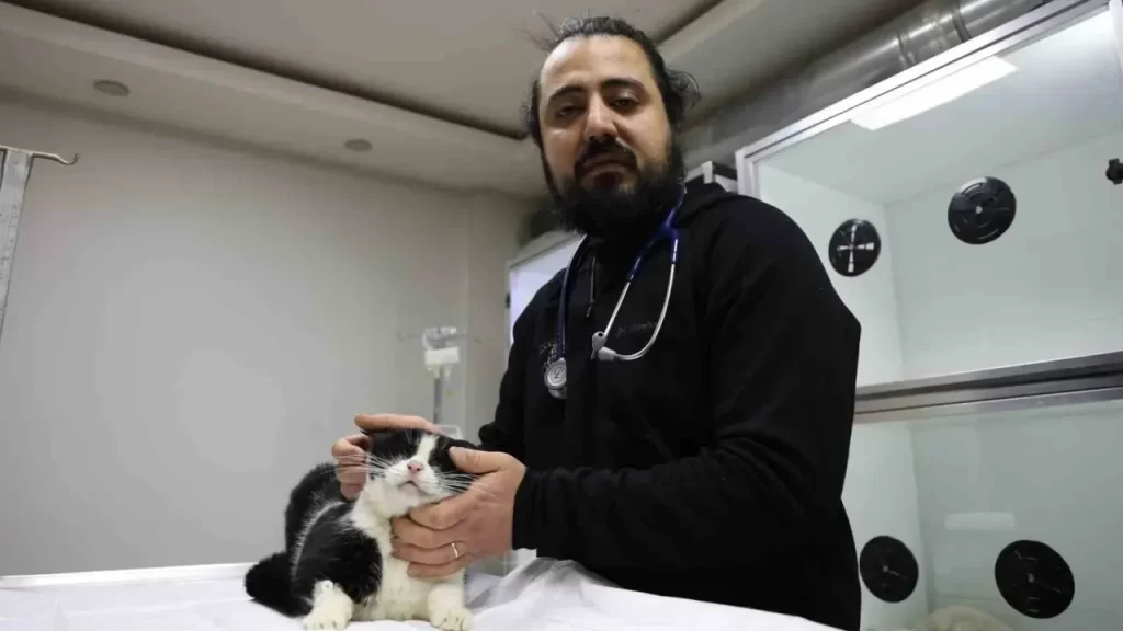 Sivas’ta yangında 26 kedi telef olurken 11’i dumandan etkilendi