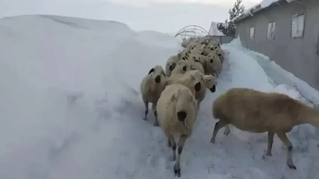 Sivas’ta Yoğun Kar: Köyde Hayvancılık Zorlaştı ve Atla Ulaşılan Ağıldaki Hayvanlar Görüntülendi