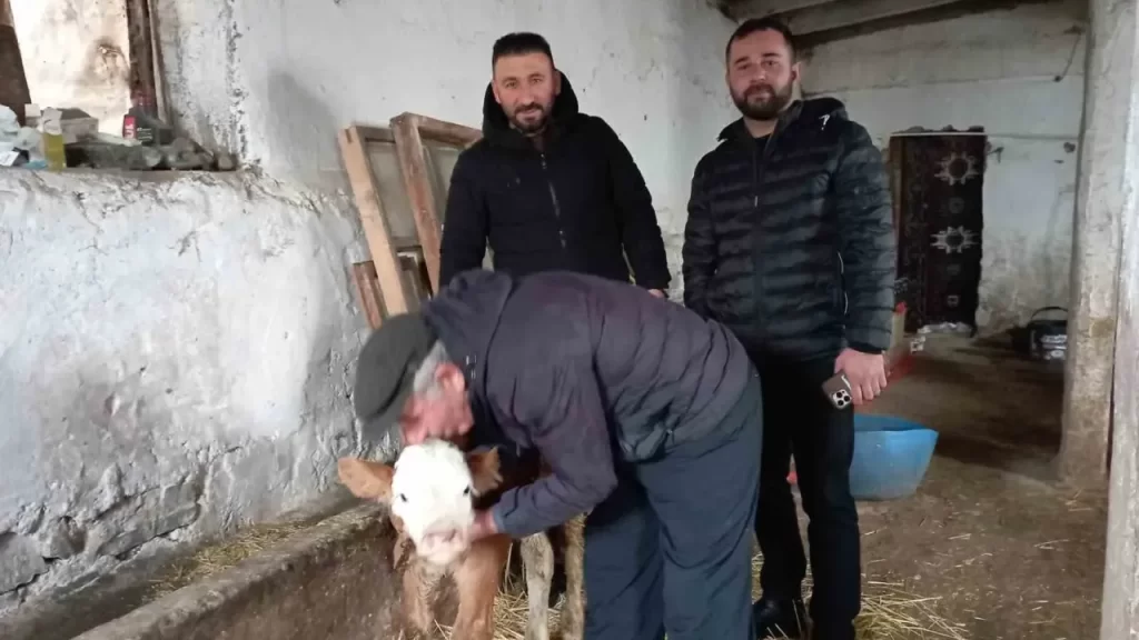 Sulusaray’da buzağı tedavi sonrası annesinin yanına getirildi