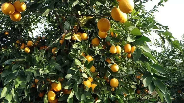 Zeytinyağı ve limon karışımı: Gece yenilenmenin gündemi