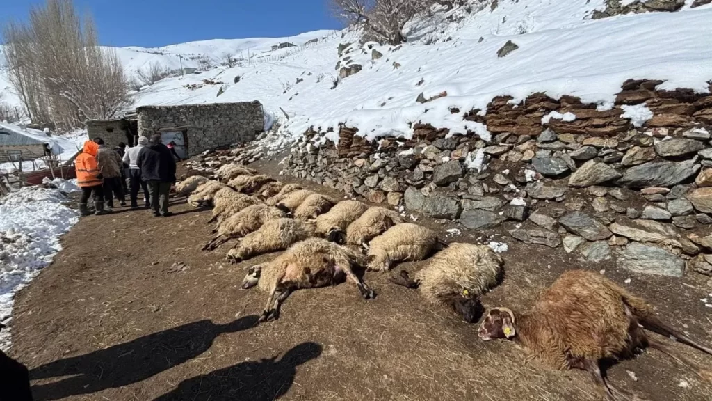 Başkale’de Ahır Yangını: 68 Hayvan Can Verdi, Zarar Tespiti Sürüyor