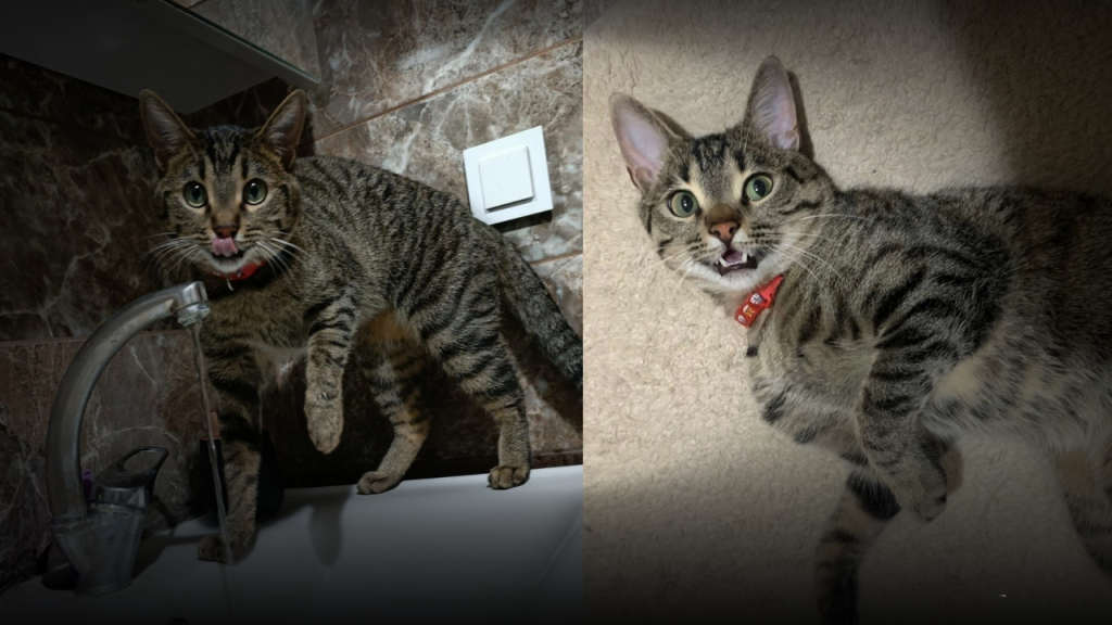 Depremde kayıp kedi Hızla aranıyor; yardım çağrısı sürüyor