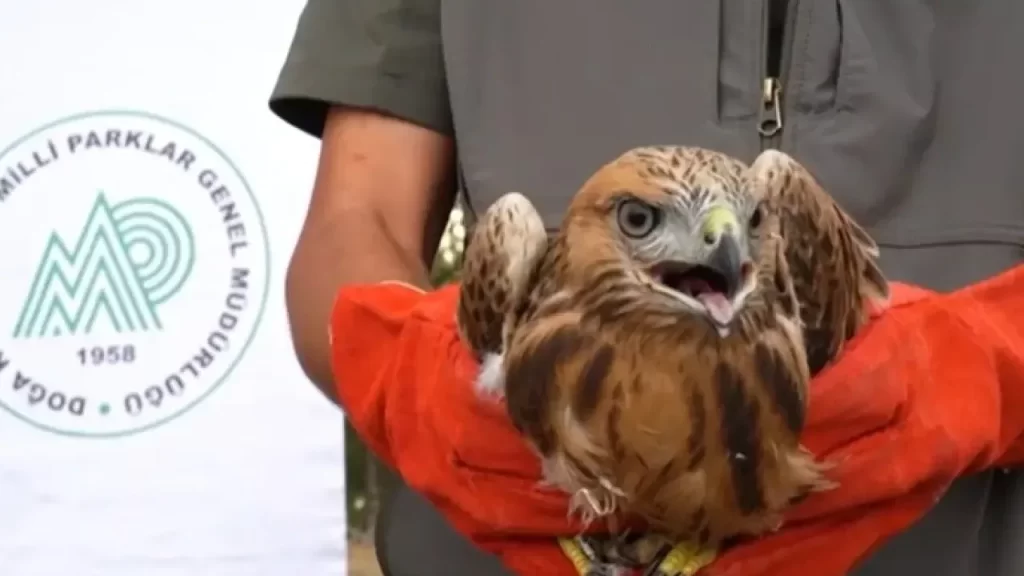 Doğaya Salımlarda Yaban Hayvanlarına Özel Tedavi ve İzleme