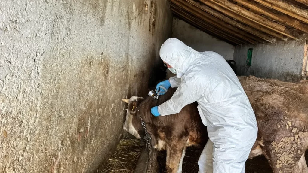 Gemerek’te Şap Aşılama Kampanyası Başladı