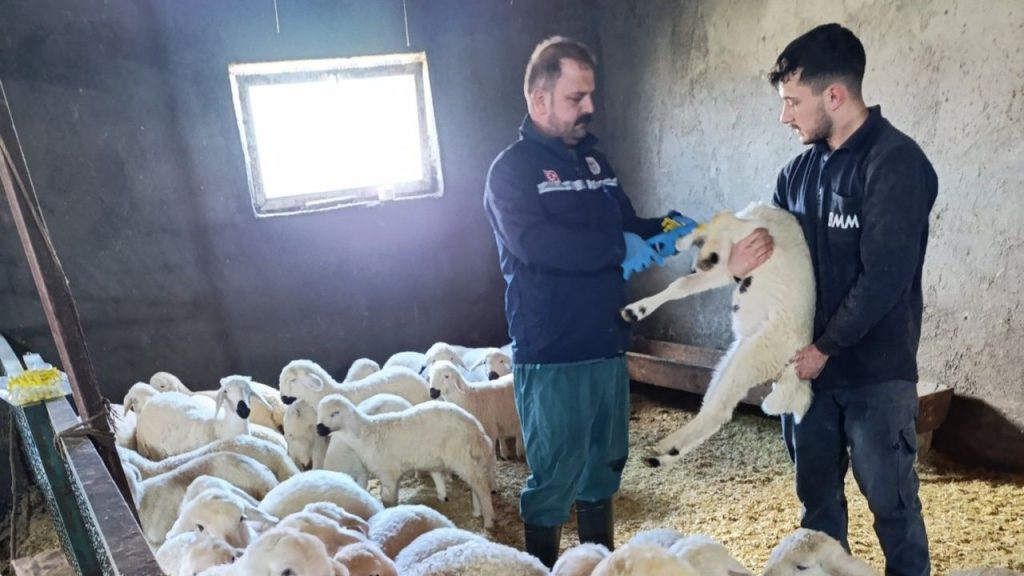 Gölova’da Küçükbaş Hayvanlara Aşılama ve Kayıt Çalışması