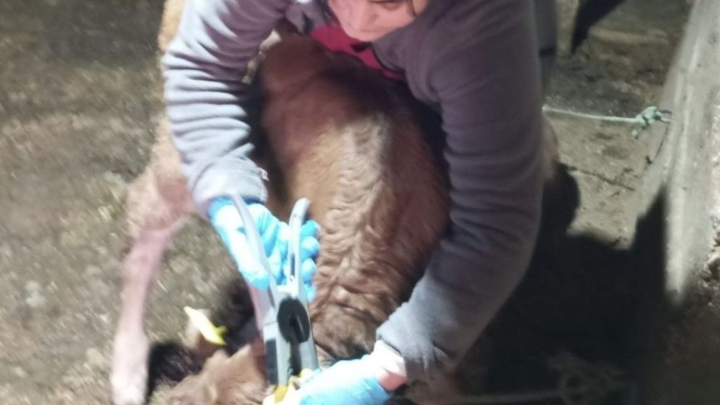 Gürün’de veteriner ekipleri aşılama ve kimliklendirme çalışmalarıyla hayvan sağlığını güvenceye alıyor