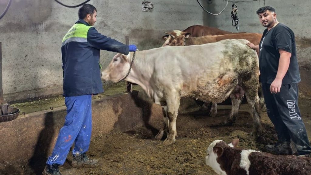 Kangal İlçesi’nde veterinerler aşı ve kimliklendirme çalışmasıyla hayvancılığı destekliyor