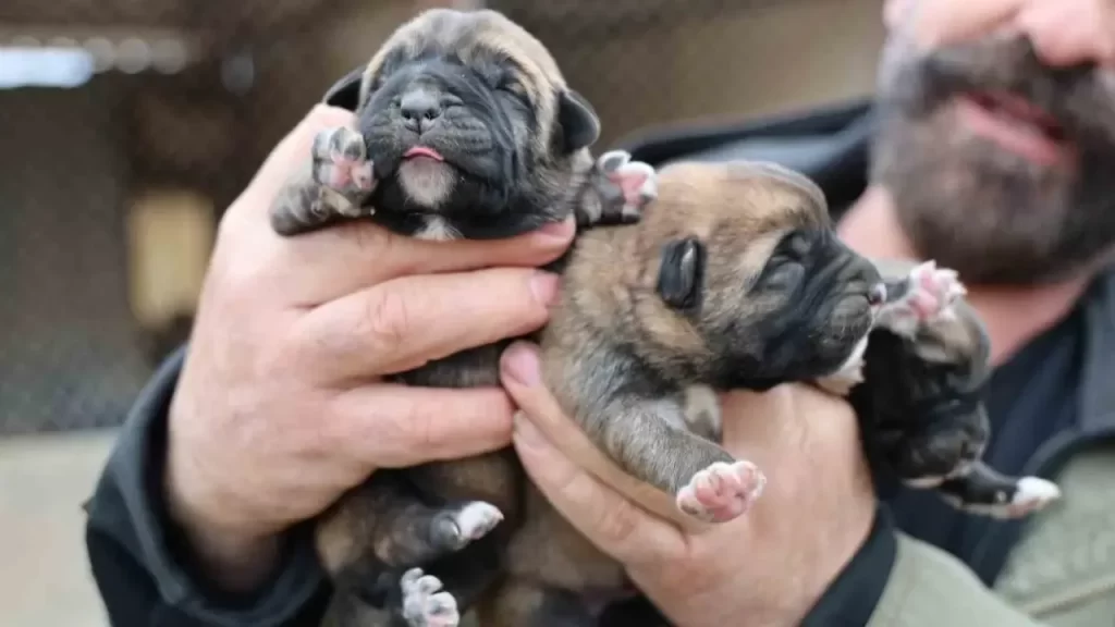 Kangal Yavruları Dünyaya Geldi: Korunaklı ve Şefkatli Yavrular Öne Çıktı
