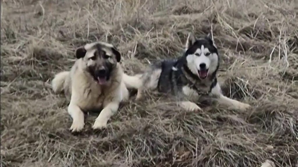 Kangal yavrusu, dişi Sibirya kurtu ile yan yana güven buldu