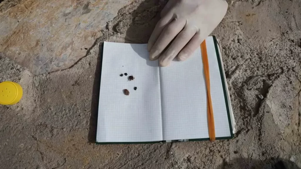 Kene Popülasyonu Artıyor: KKKA İçin Erken Tedbirler Öne Çıkıyor