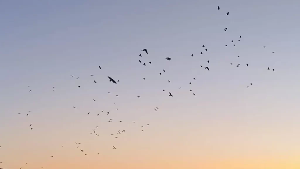 Kentte gökyüzü kuş sürüleriyle doldu; akrobasi dolu anlar