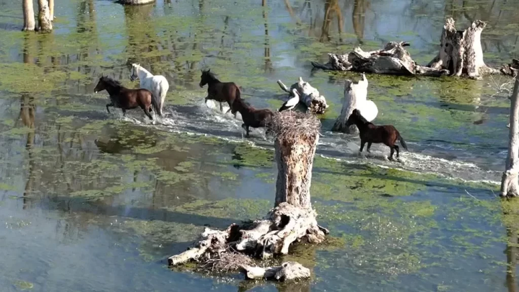Kızılırmak Deltası’nda Bahar Hareketliliği: Yılkı Atları Görüntülendi