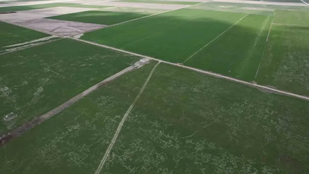 Konya’da Yağış Sonrası Mantar Hastalıklarına Karşı Uyarı ve Önlemler