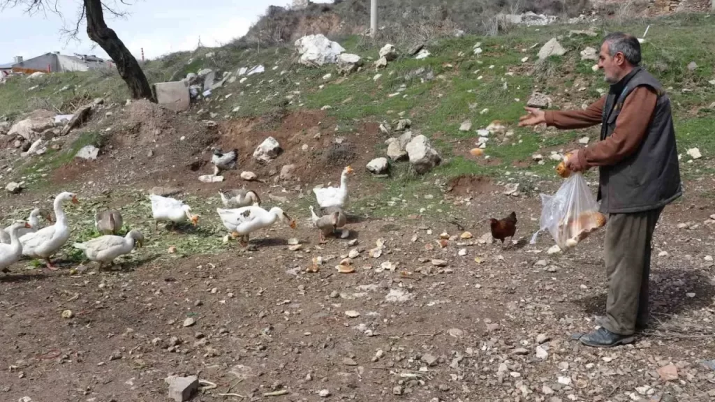 Köydeki Kaz Atölyesi: Yuvalardan Dolaşıp Trafiği Şenlendiren Sürü