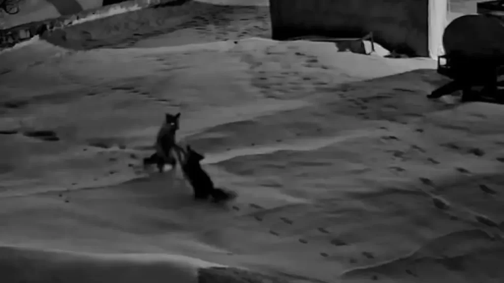 Köydeki tilkiler güvenlik kamerasında kavga etti