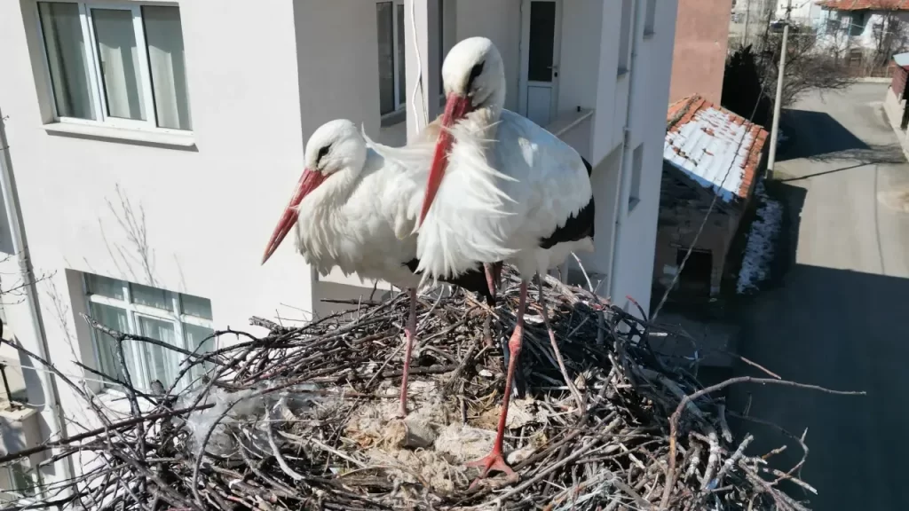 Leylek yuvaları yeniden inşa edildi: Mahallede doğaya katılan dayanışma