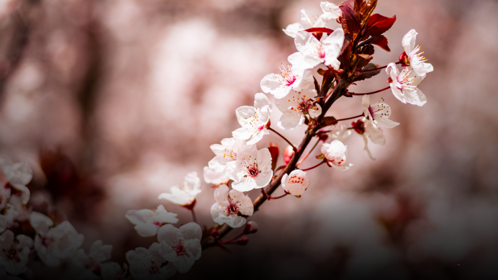 Nevruz coşkusu Sivas’ta düzenlenen etkinlikle kutlandı