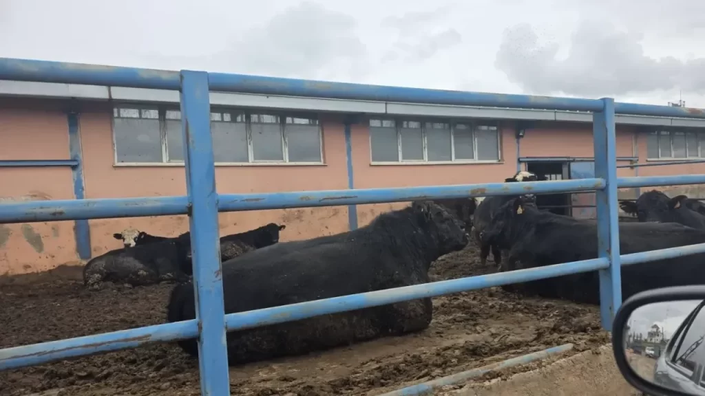 Şarkışla’da hayvan sağlığı denetimleri sürdürüldü