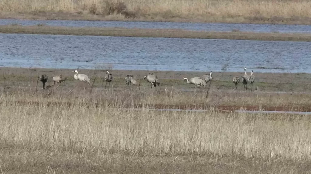 Sivas’ta eriyen karla oluşan gölde Anadolu turnaları görüntülendi