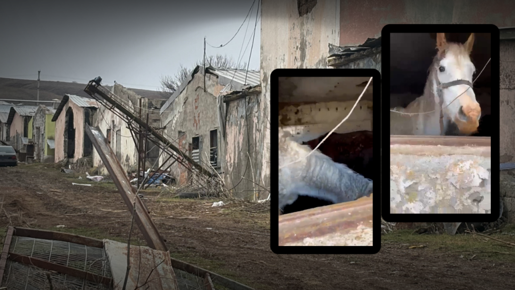 Sivas’ta hayvanlara yönelik ihmal iddiası gündemi sardı