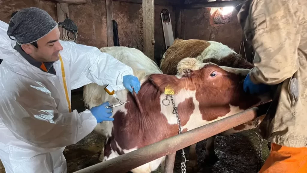 Sivas’ta İlkbahar Aşılama Programı Sürü Sağlığını Güvence altına alıyor