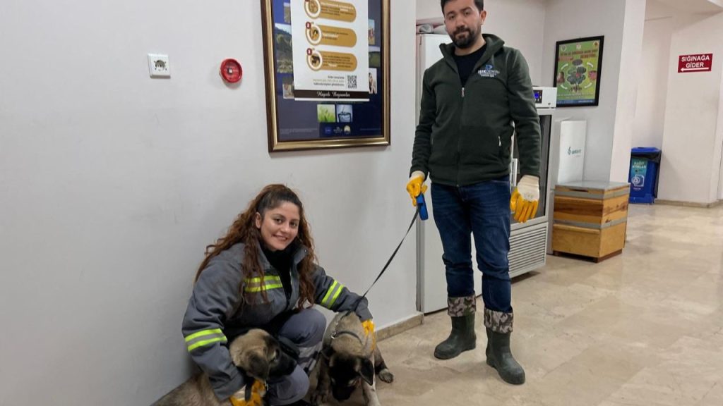 Sivas’ta sahipli hayvanlarda kuduz aşısı ve dijital kimliklendirme sürüyor