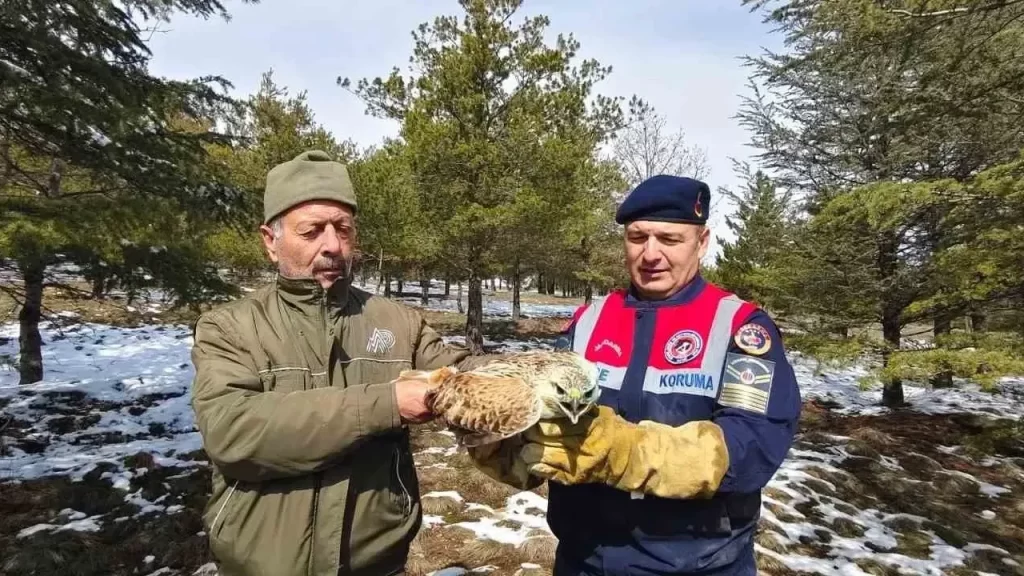 Üç Tepeler Tabiat Parkı yakınlarında yaralı şahin koruma altında