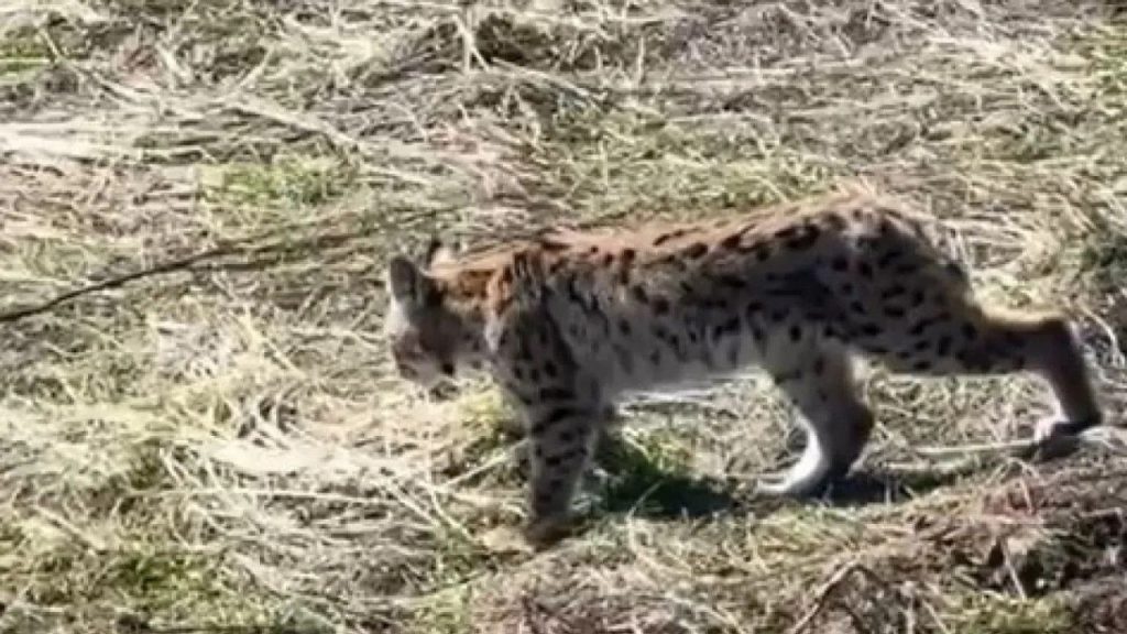 Vaşak Sivas’ta Görüldü: Doğada Çığlık Atan Yırtıcı Görülüm