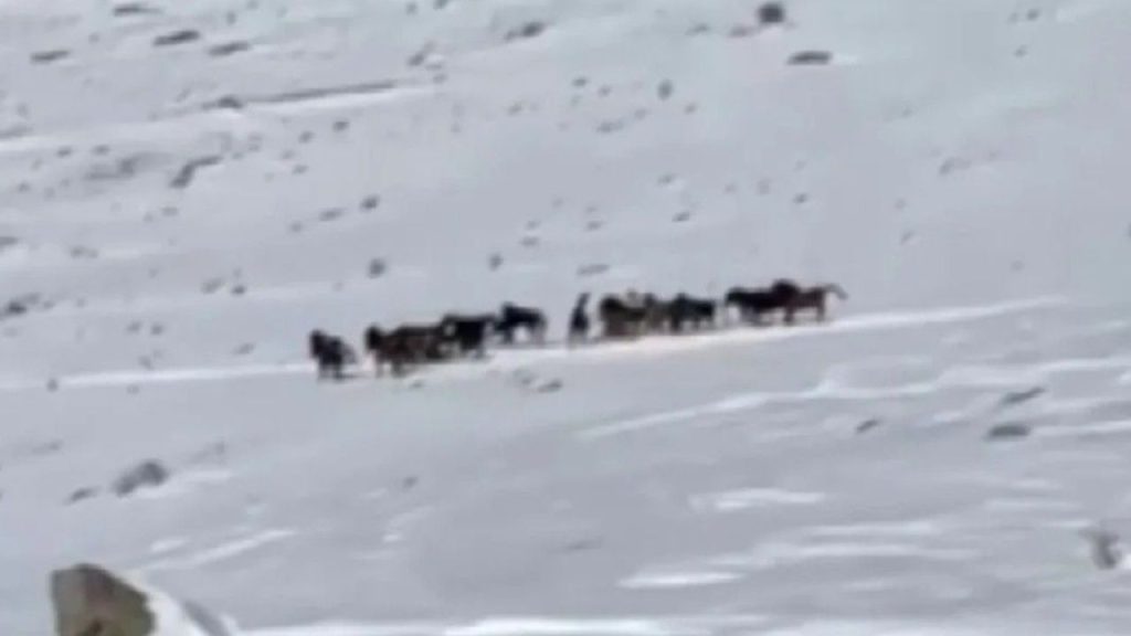 Yama Dağları’nda karla kaplı yılkı atları görsel şölen oluşturdu
