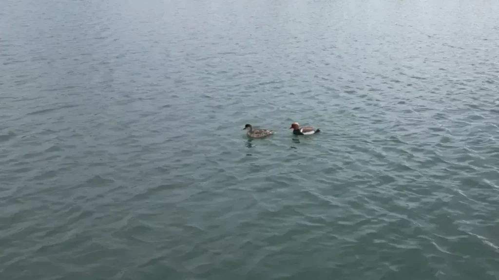 Elmabaş Ördekleri Şarkışla Millet Bahçesi’ne Misafir Oldu