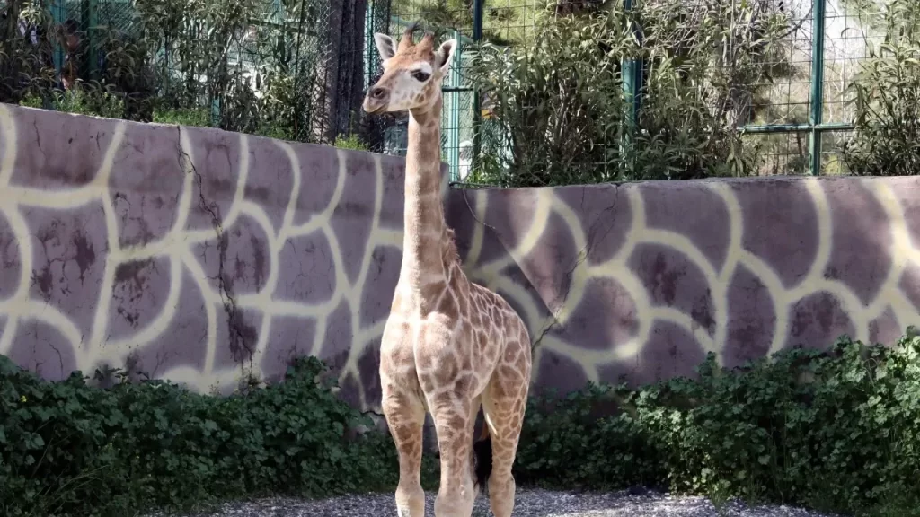 Gaziantep Doğal Yaşam Parkı’nda Dünyaya Gelen Zürafa Yavrusu Türkiye’de Doğan İlk Zürafa