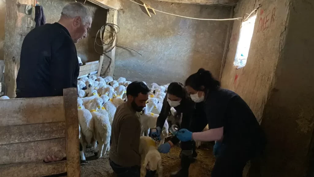 Gürün’de Küçükbaş Hayvancılık İçin Aşı ve Kayıt Çalışması Sürüyor